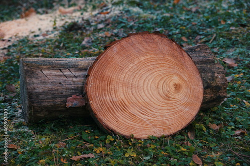 Sliced walnut trunk with visible rings