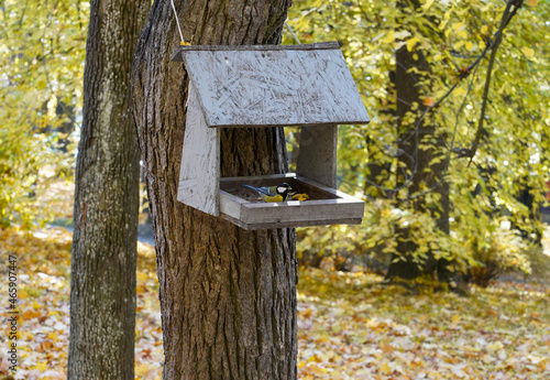 Photo of a wooden feeder on a tree in the forest with birds