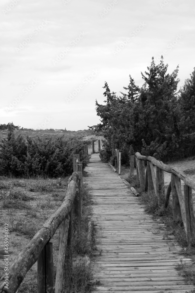 Fototapeta premium Dune ways at Torre del lago