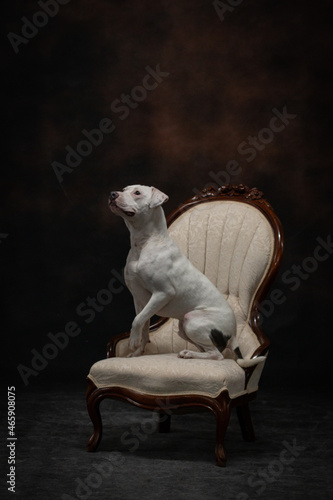 Formal dog on chair