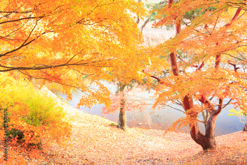 モミジと本丸堀の水面のハイキーイメージ, 日本,長野県,上田市