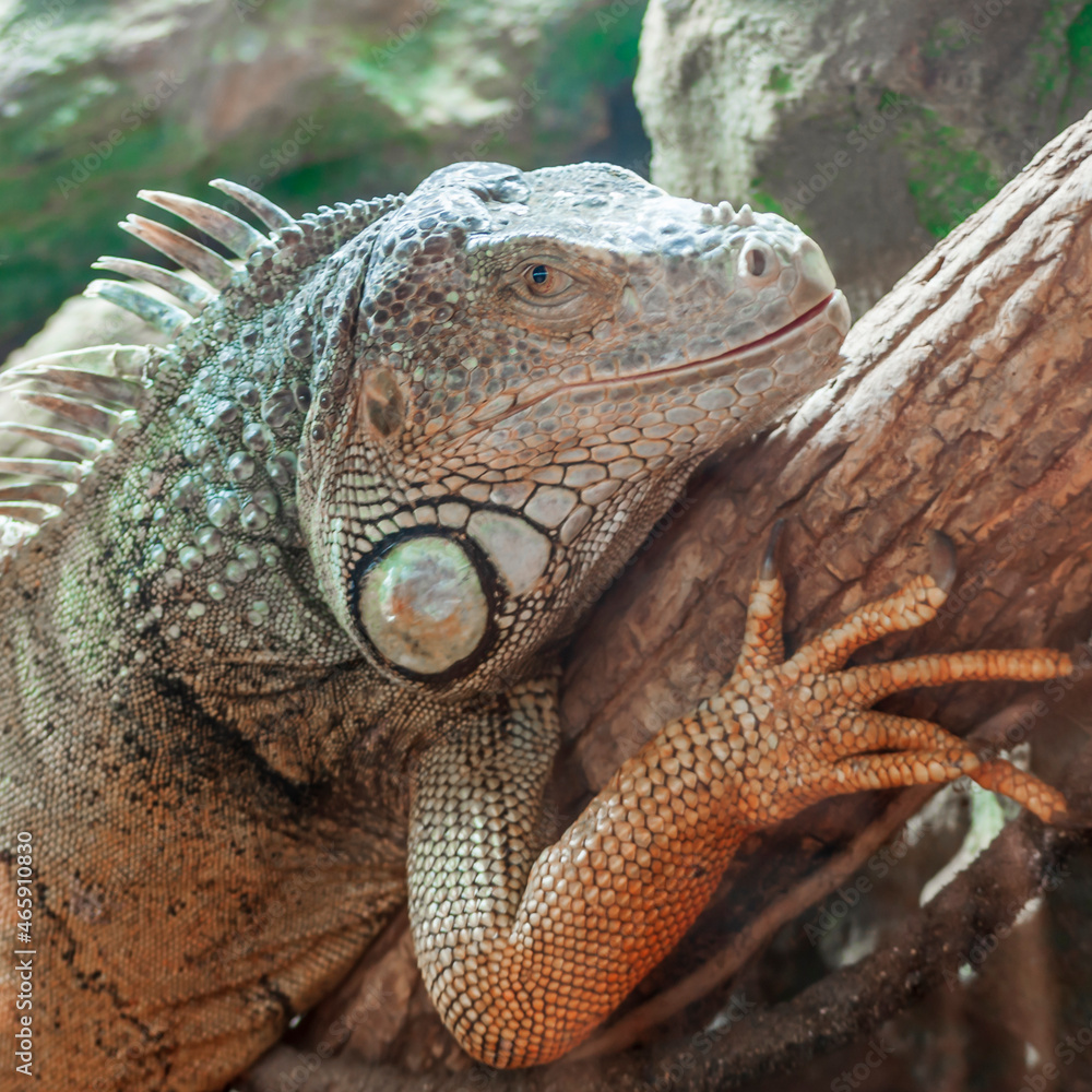 Obraz premium close up image of an iguana sitting on a timber