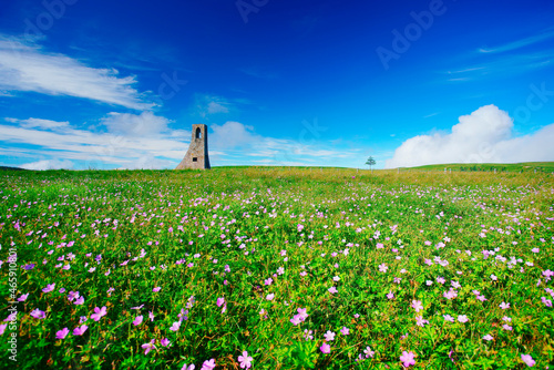 ハクサンフウロ咲く美しの塔と木立とすじ雲, 日本,長野県,上田市