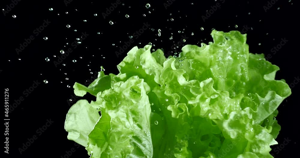 Green lettuce leaves with water drops move slow motion on a black background. Blackmagic Ursa Pro G2, 300 fps. Green lettuce leaves with water drops move slow motion on a black background. Blackmagic Ursa Pro G2, 300 fps.