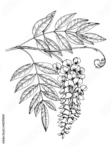 Wisteria flower. Vector sketch illustration