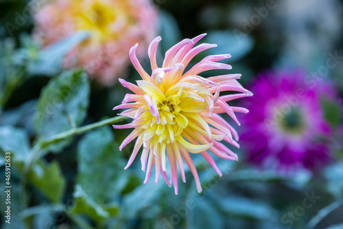 Dahlia Alfred Grille grown in a garden in Madrid photo