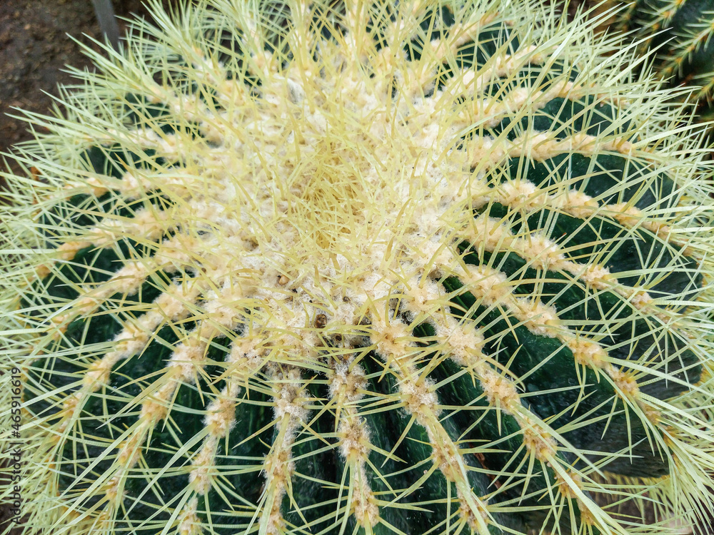 Blurred Green Cactus closeup. Cacti perfectly close captured in the desert. Selective Focus. Concept background. Blurred Green Cactus closeup. Cacti perfectly close captured in the desert. Selective Focus. Concept background.