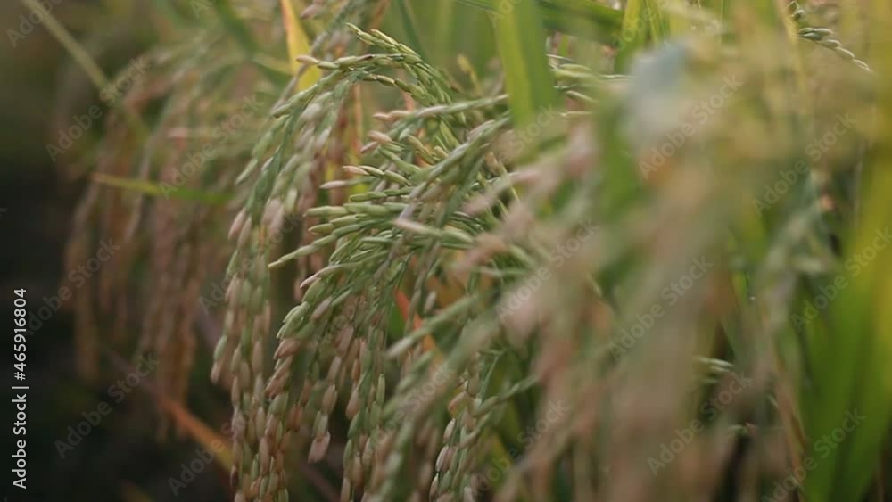 young rice swaying with strong wind blowing and waves in green field young rice swaying with strong wind blowing and waves in green field