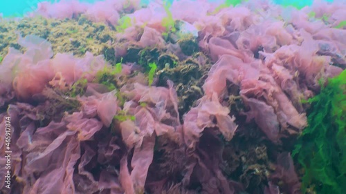 Black Sea flora. Red and green algae (Porphira leucosticta, Enteromorpha, Ulva, Ceramium, Polisiphonia) on rocks in the Black Sea photo