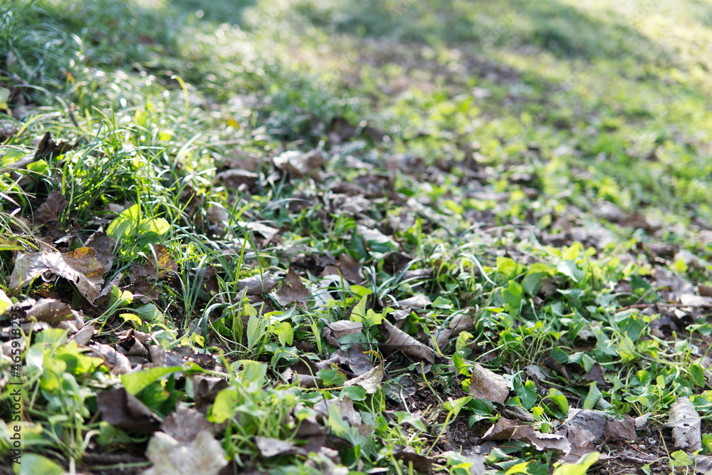 Fallen leaves and green grass outdoors Fallen leaves and green grass outdoors