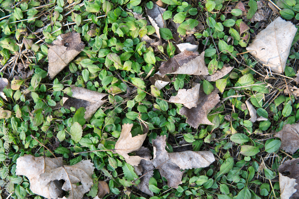Withered yellow leaves on the newborn green grass Withered yellow leaves on the newborn green grass