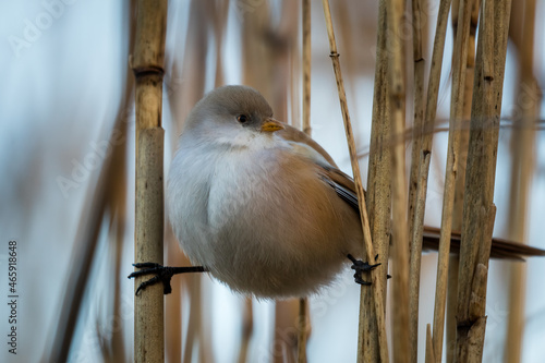 Female mustache, Panurus biarmicus in reeds, loud singing, specific voice, a bird on a reed stem, sings interestingly, as if playing a string, an athletic bird splits
