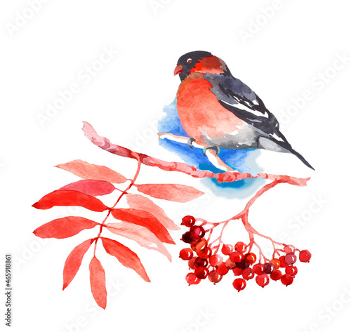 Bullfinch on the winter branch watercolor isolated on white background illustration for all prints.