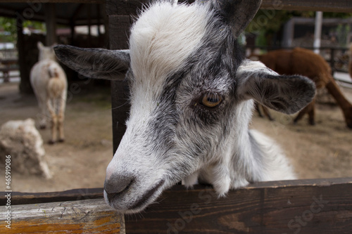 Portrait of a cute gray-white goat standing at the fence. 
