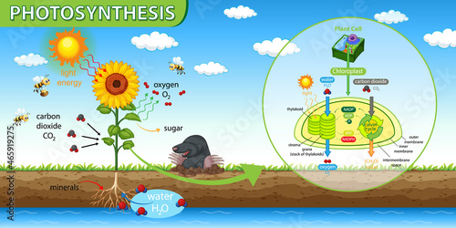 Diagram showing process of photosynthesis in plant