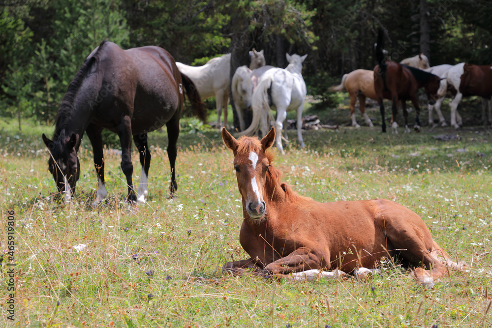Fototapeta premium Pferdeherde mit Fohlen