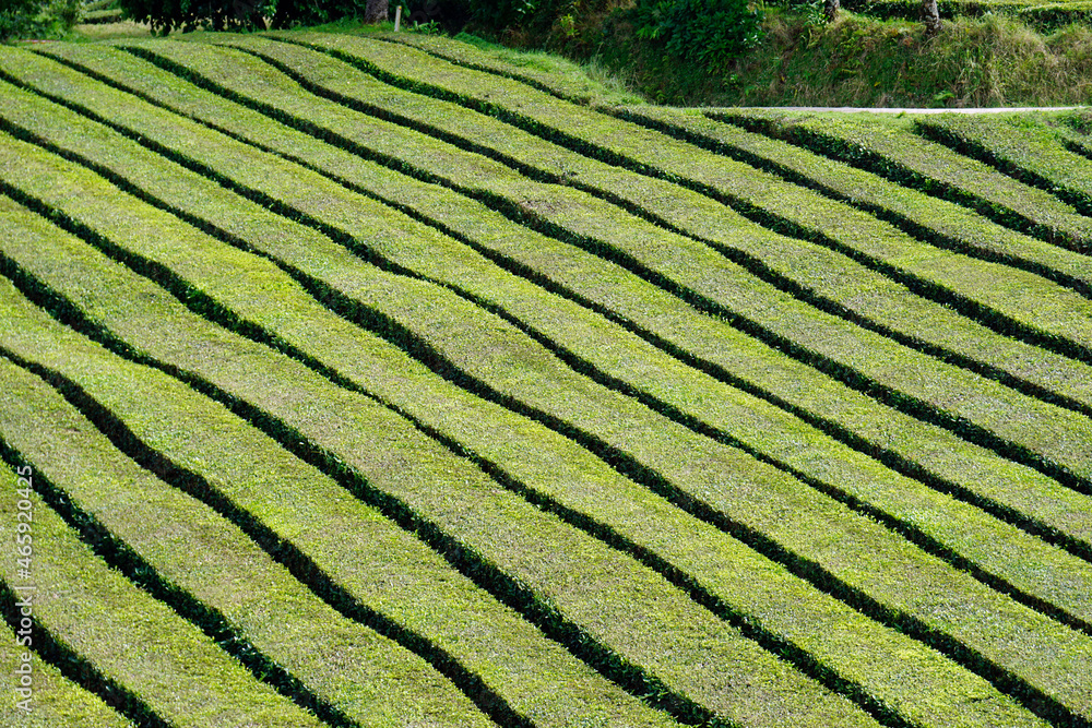 tea fields on the azores tea fields on the azores