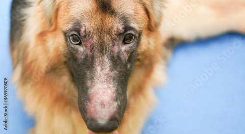 German shepherd dog face with allergic rhinitis dermatitis skin problem infection dog hair fur
