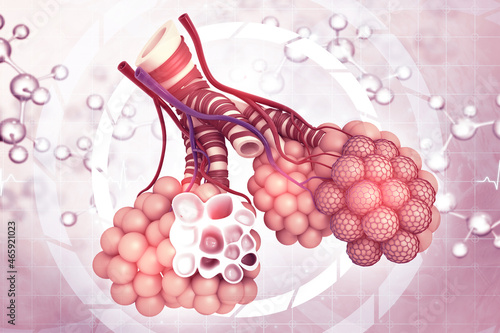 Alveoli in lungs. 3d illustration photo