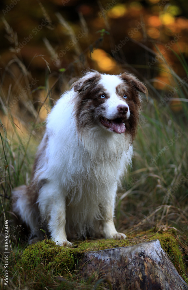 Border Collie with brown and white, merle fur and striking blue eyes ist standing on a tree stum in the forest and posing for the camera. Bokeh of light in the background.