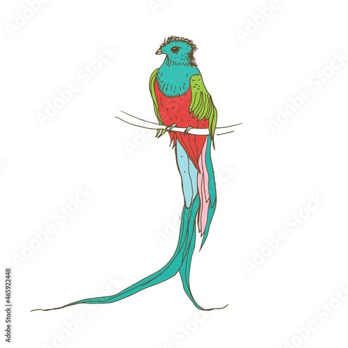 Resplendent quetzal, long-tailed tropical bird of colorful plumage. Realistic drawing of Exotic jungle feathered animal sitting in branch. Hand-drawn vector illustration isolated on white background