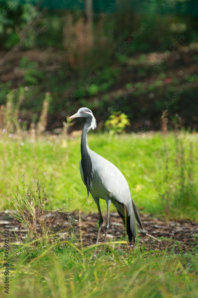 Beautiful heron stands on a meadow Beautiful heron stands on a meadow