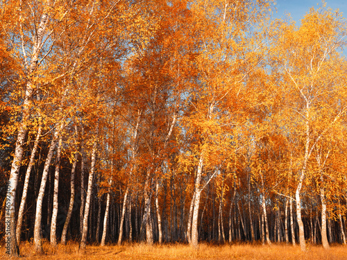 Birch grove on a bright autumn morning