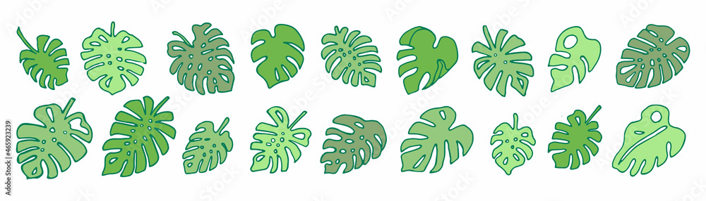 monstera leaves set.Set of tropical leaves. Vector illustration. simple leaves set. Set of green tropical Monstera leaves isolated on white background. monstera leaves set.Set of tropical leaves. Vector illustration. simple leaves set. Set of green tropical Monstera leaves isolated on white background.