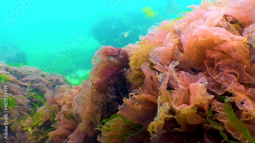 Black Sea flora. Red and green algae (Porphira leucosticta, Enteromorpha, Ulva, Ceramium, Polisiphonia) on rocks in the Black Sea photo