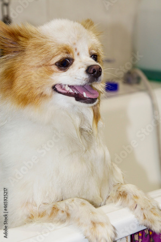 dog in the bathtub © tetxu