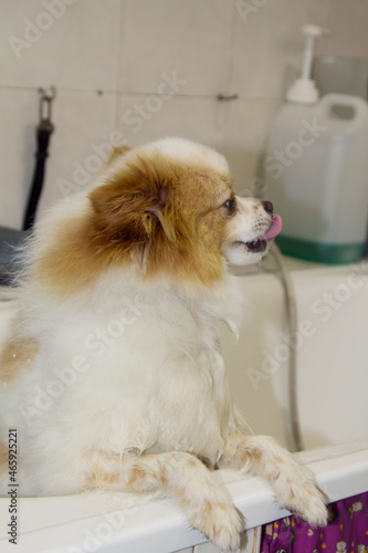 Pomeranian dog in the bathtub