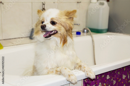 Pomeranian dog in the bathtub © tetxu