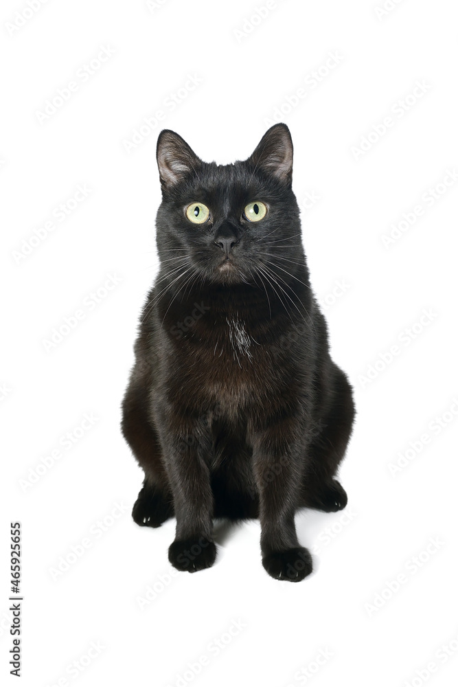 Cute black cat sitting on a white looking at the camera. Studio portrait of black cat isolated on white background