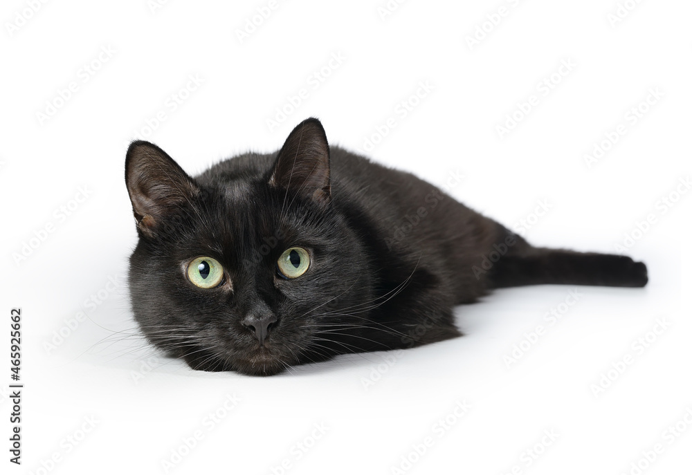 Black cat lying on a white background, looking at camera. Black cat lying isolated on white background