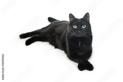Black cat lies on a white background, looks in the camera, put a paw on a paw. Black cat isolated on white