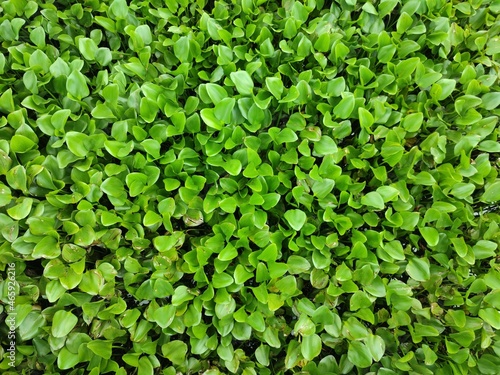 Top view of green floating plants.Floating green leaves.