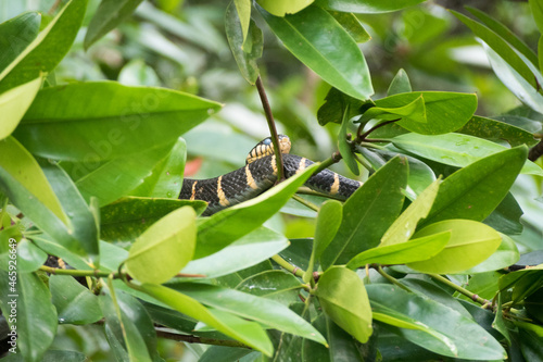 A gold ringed cat snake (Boiga Dendrophila / Melanota) resting on a mangrove tree branch in Cherating, Pahang, Malaysia.  photo