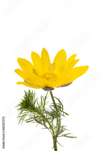 Adonis vernalis isolated