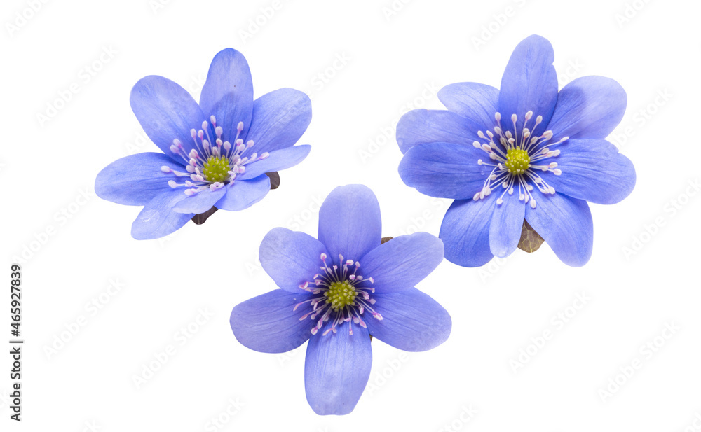 Fototapeta premium Hepatica nobilis