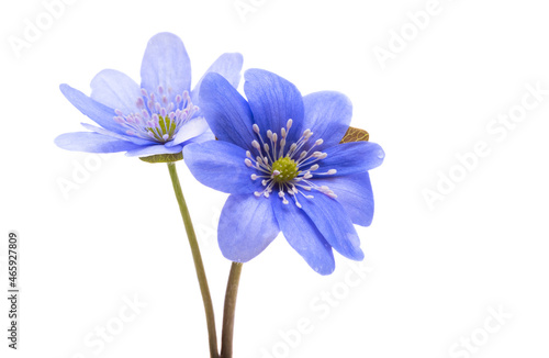 Hepatica nobilis