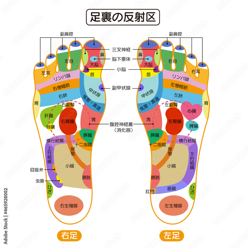 足裏の反射区 足つぼ 図解イラスト Stock Vector Adobe Stock 足裏の反射区 足つぼ 図解イラスト Stock Vector Adobe Stock