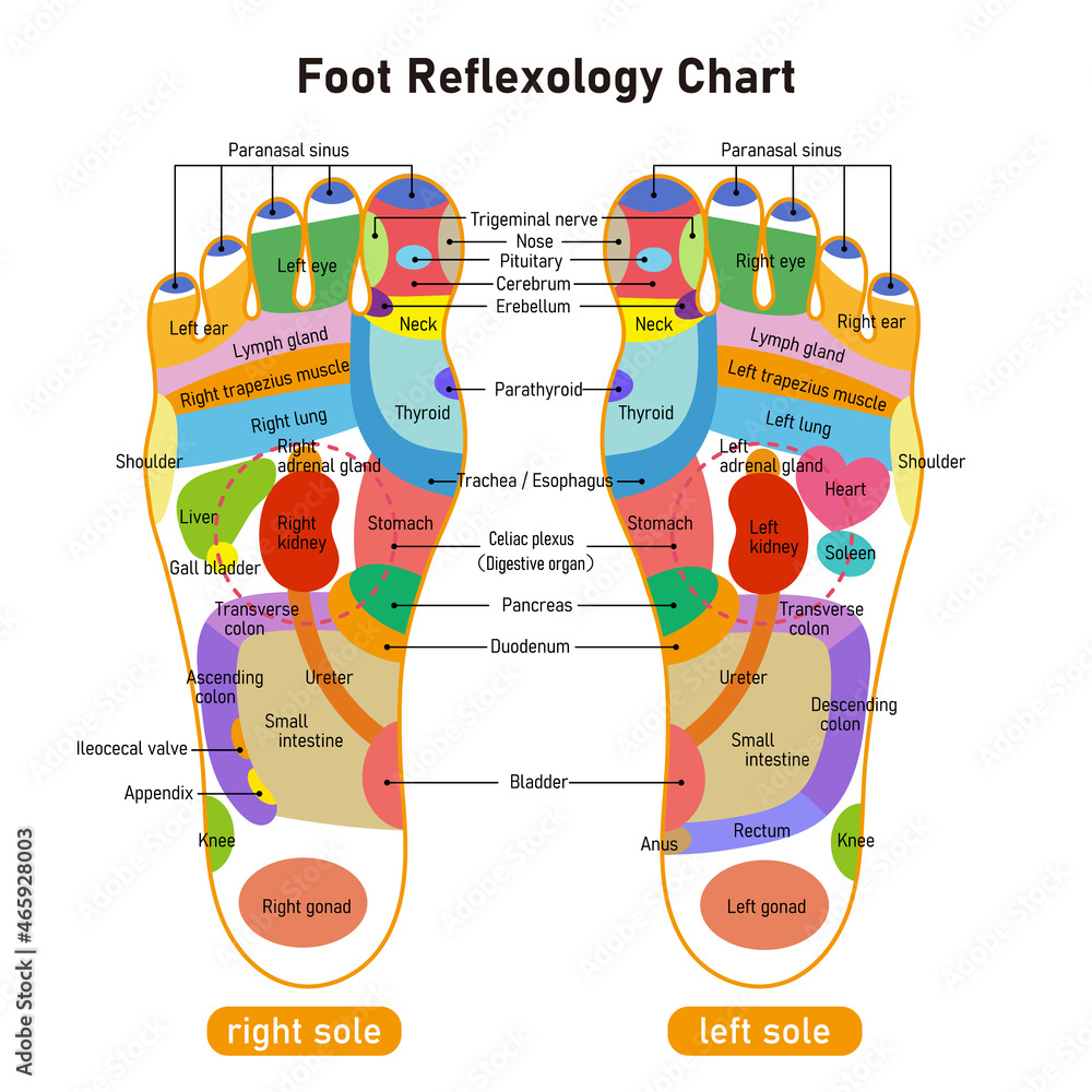 足裏の反射区 足つぼ 図解イラスト 英語版 Stock Vektorgrafik Adobe Stock
