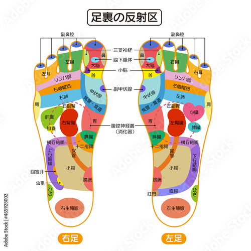 足裏の反射区・足つぼ　図解イラスト