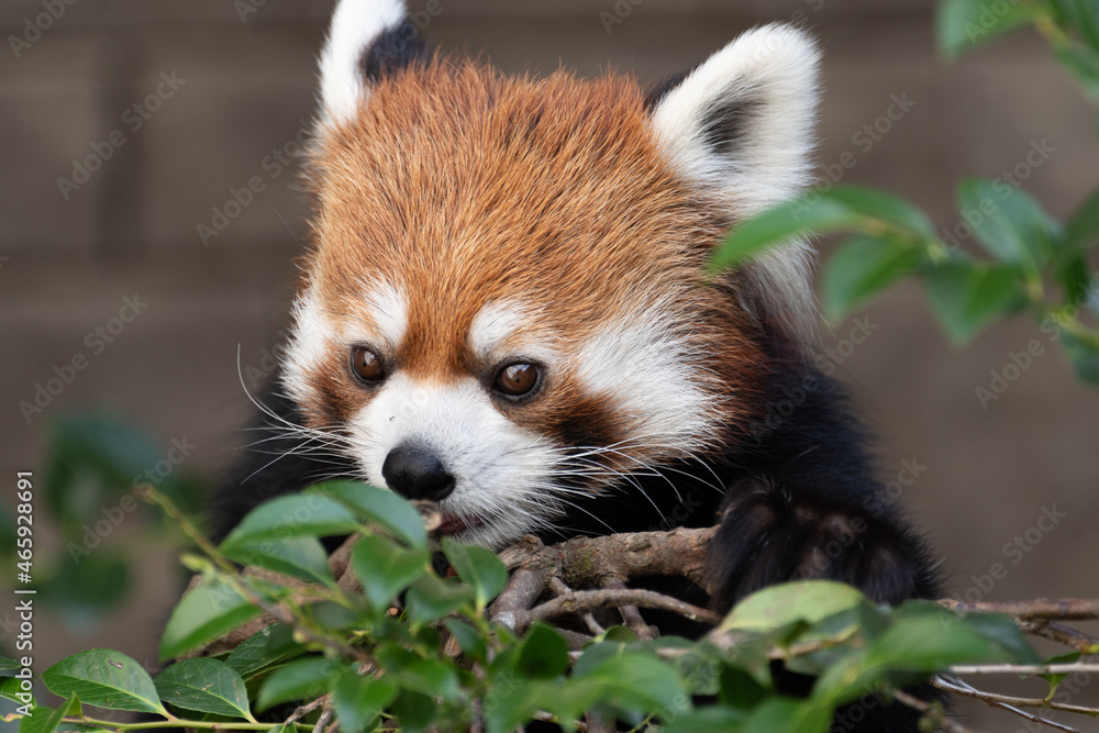 レッサーパンダ レッサーパンダ
