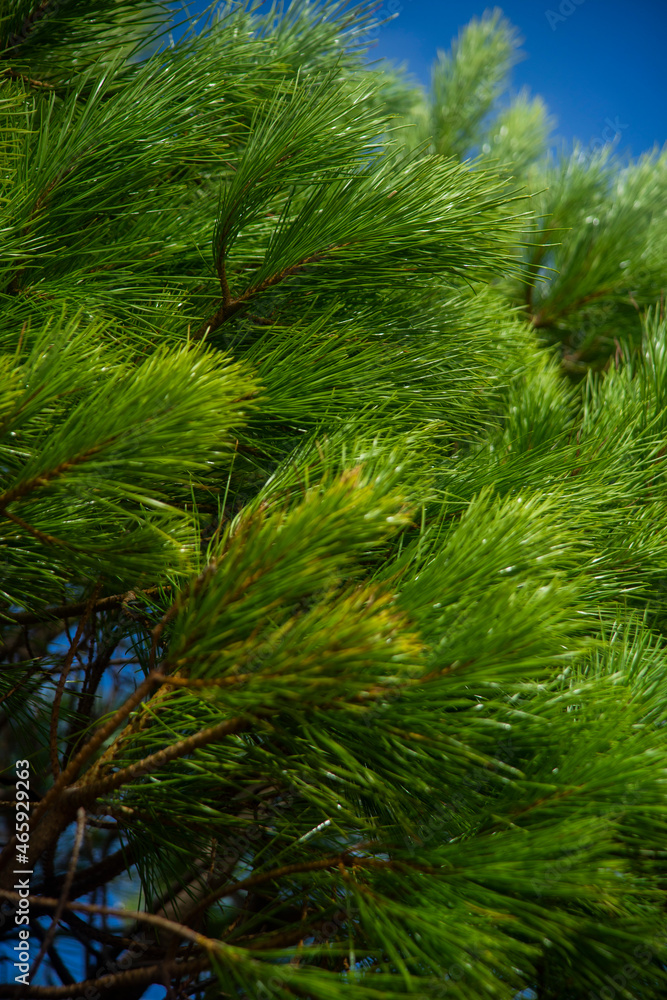 pine tree branches pine tree branches