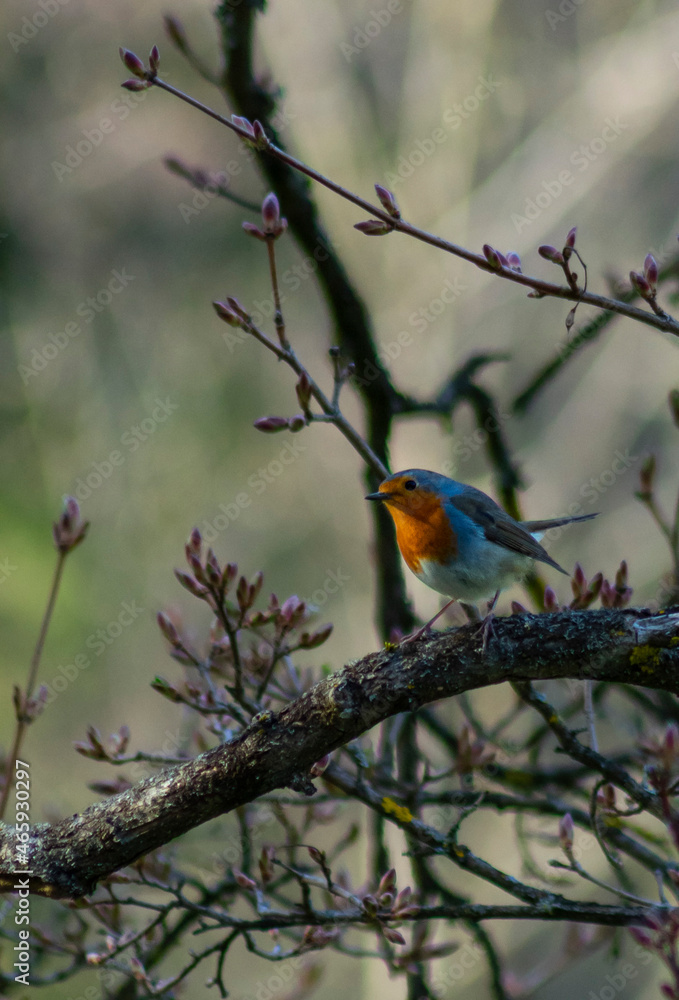 robin perched on a branch robin perched on a branch