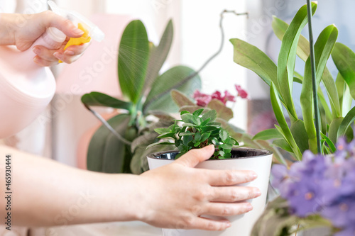 Female's hands spray the kalanchoe plant in a pot, on the windowsill. The concept of home gardening and flower growing