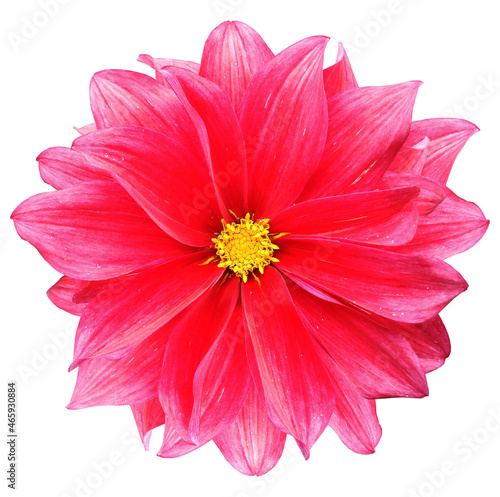 Red dahlia. Flower on a white isolated background with clipping path. For design. Closeup. Nature.