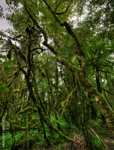 Forêt moussue près des gorges de Thurignin à Belmont-Luthézieu, Ain, France