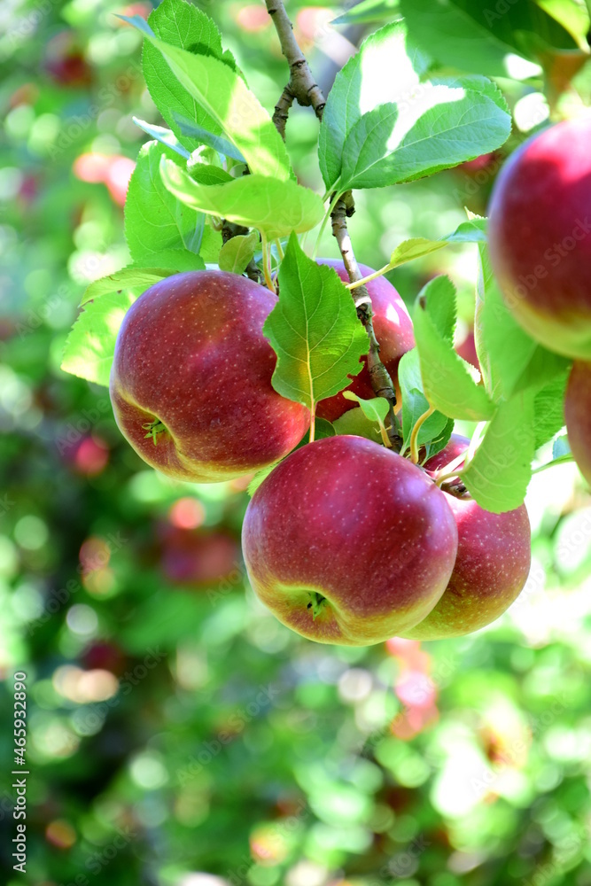 Red apples on an apple tree, close-up in autumn, harvest time, apple harvest in South Tyrol, Merano, Italy Red apples on an apple tree, close-up in autumn, harvest time, apple harvest in South Tyrol, Merano, Italy